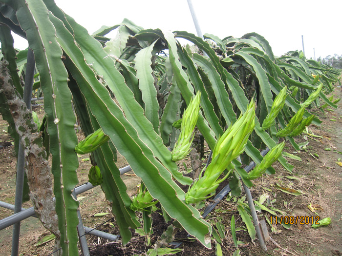 ถุงห่อแก้วมังกร-ชุนฟง