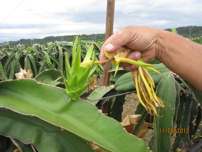 ถุงห่อแก้วมังกร-ชุนฟง