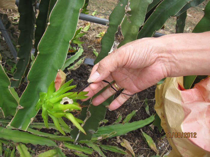 ถุงห่อแก้วมังกร-ชุนฟง