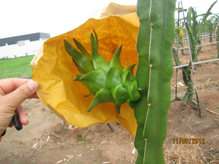 ถุงห่อแก้วมังกร-ชุนฟง