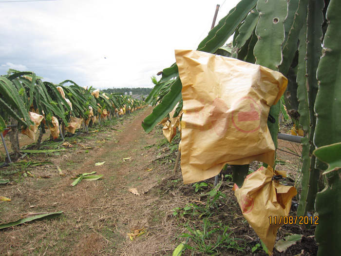 ถุงห่อแก้วมังกร-ชุนฟง