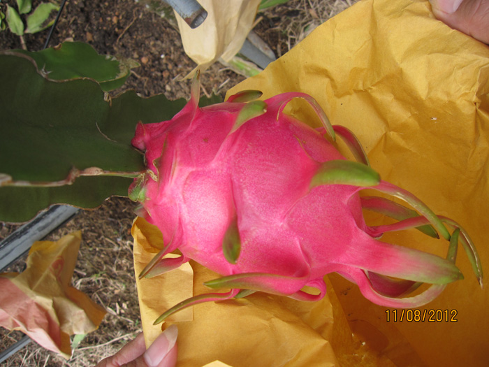 ถุงห่อแก้วมังกร-ชุนฟง