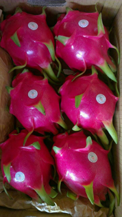 ถุงห่อแก้วมังกร-ชุนฟง