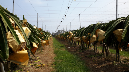 ถุงห่อแก้วมังกร-ชุนฟง