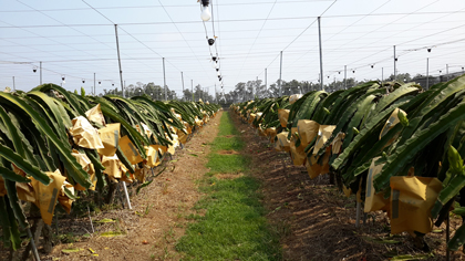 ถุงห่อแก้วมังกร-ชุนฟง