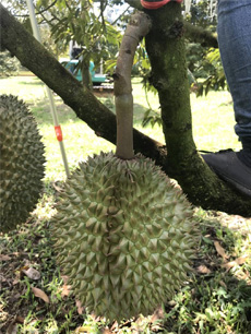 ถุงห่อทุเรียน