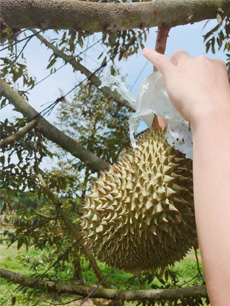 ถุงห่อทุเรียน