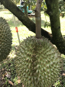 ถุงห่อทุเรียน