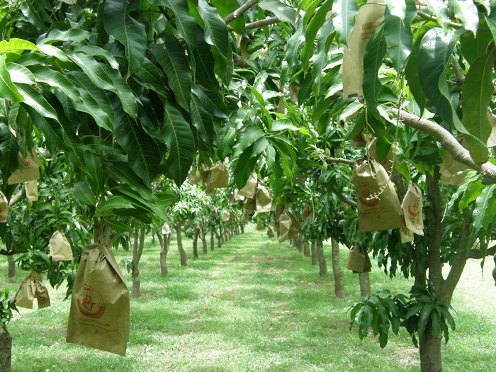 ถุงห่อมะม่วง-ชุนฟง