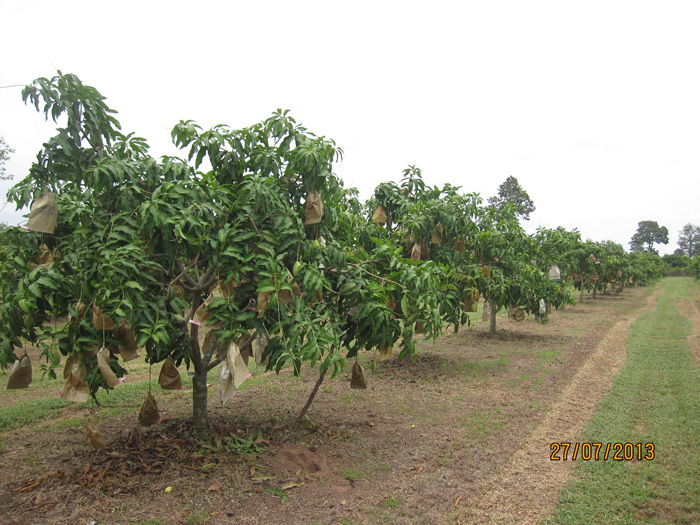 ถุงห่อมะม่วง-ชุนฟง