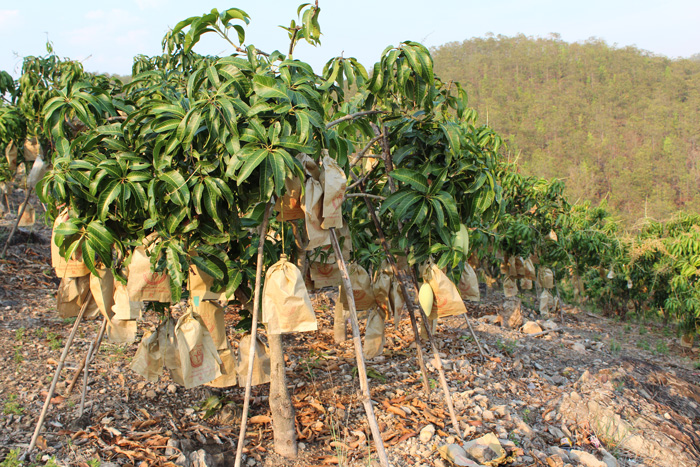 ถุงห่อมะม่วง-ชุนฟง