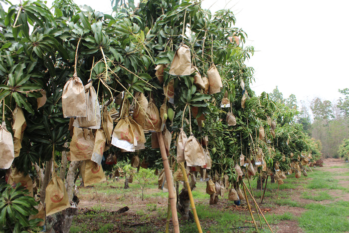 ถุงห่อมะม่วง-ชุนฟง