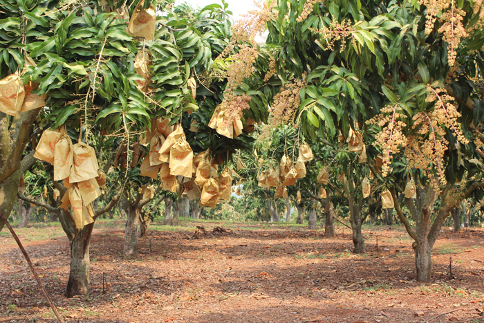 ถุงห่อมะม่วง-ชุนฟง