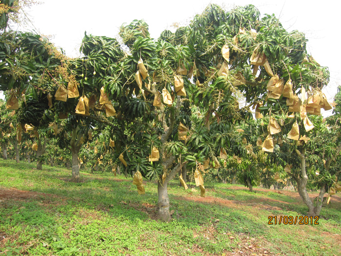 ถุงห่อมะม่วง-ชุนฟง