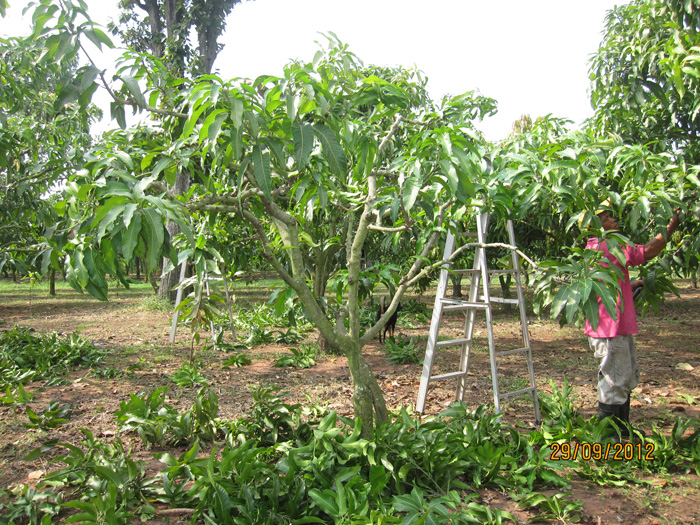 ถุงห่อมะม่วง-ชุนฟง