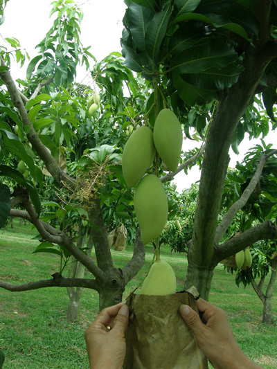 ถุงห่อมะม่วง-ชุนฟง