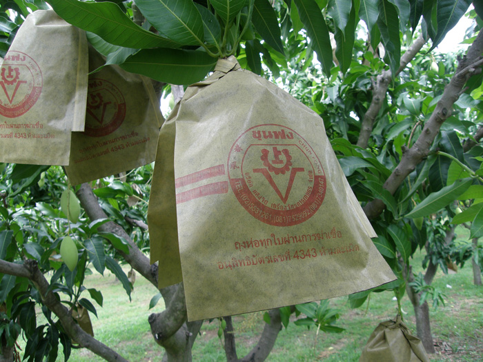 ถุงห่อมะม่วง-ชุนฟง