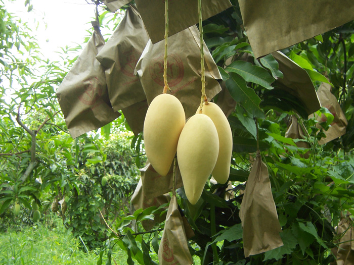 ถุงห่อมะม่วง-ชุนฟง