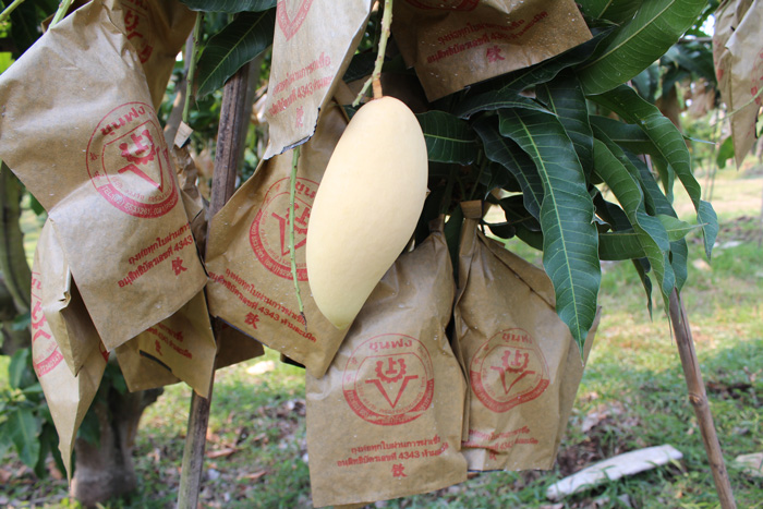 ถุงห่อมะม่วง-ชุนฟง