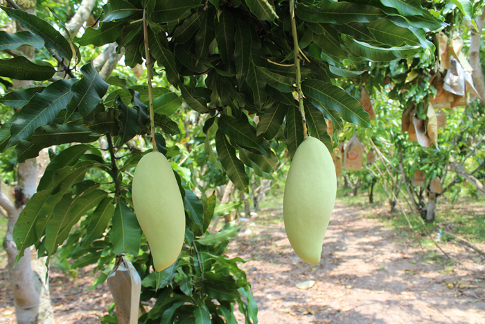 ถุงห่อมะม่วง-ชุนฟง