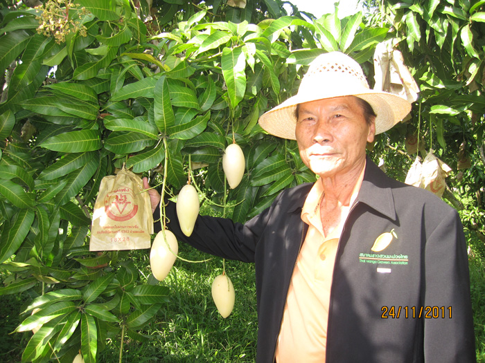 ถุงห่อมะม่วง-ชุนฟง