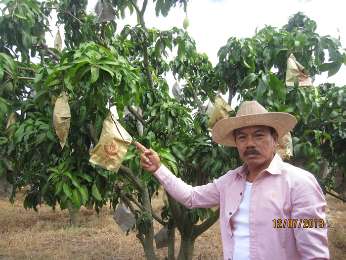 ถุงห่อมะม่วง-ชุนฟง