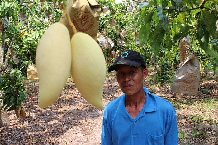 ถุงห่อมะม่วง-ชุนฟง