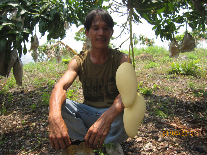 ถุงห่อมะม่วง-ชุนฟง