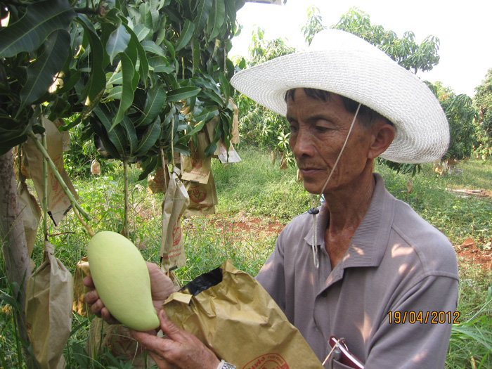ถุงห่อมะม่วง-ชุนฟง