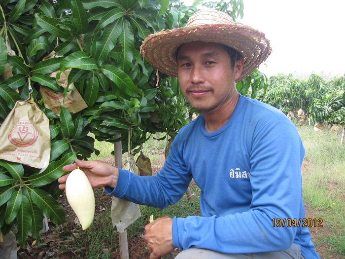 ถุงห่อมะม่วง-ชุนฟง