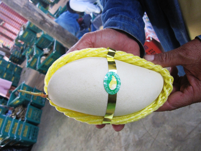 ถุงห่อมะม่วง-ชุนฟง