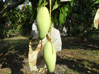 ถุงห่อมะม่วง-ชุนฟง