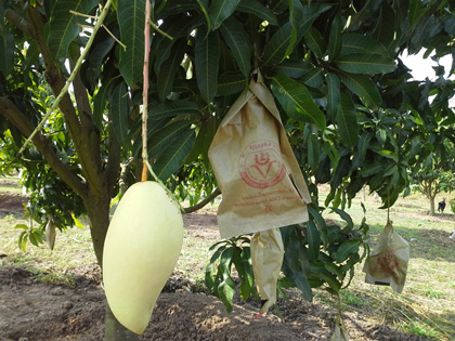 ถุงห่อมะม่วง-ชุนฟง