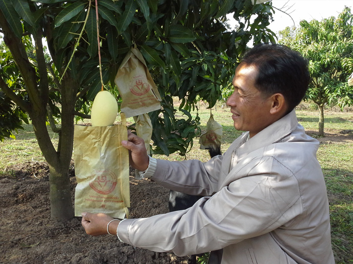 ถุงห่อมะม่วง-ชุนฟง