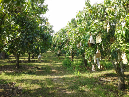 ถุงห่อมะม่วง-ชุนฟง