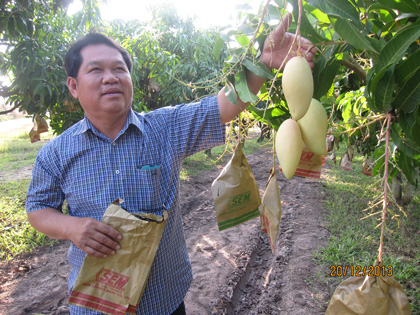 ถุงห่อมะม่วง-ชุนฟง