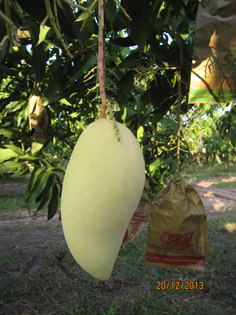 ถุงห่อมะม่วง-ชุนฟง