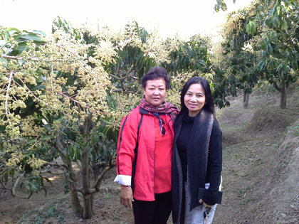 ถุงห่อมะม่วง-ชุนฟง