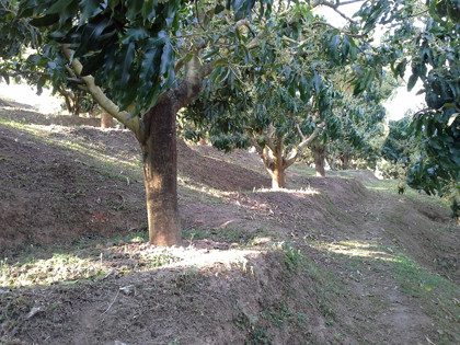 ถุงห่อมะม่วง-ชุนฟง