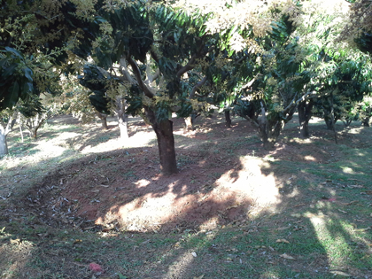 ถุงห่อมะม่วง-ชุนฟง