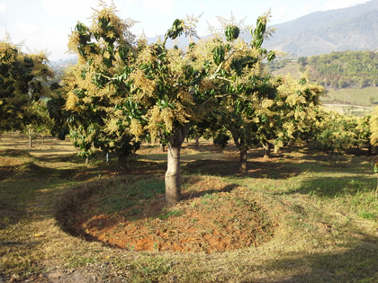 ถุงห่อมะม่วง-ชุนฟง