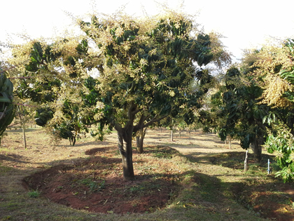ถุงห่อมะม่วง-ชุนฟง