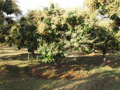 ถุงห่อมะม่วง-ชุนฟง