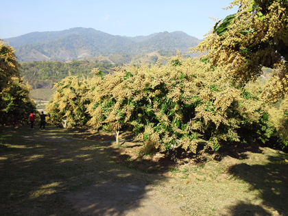 ถุงห่อมะม่วง-ชุนฟง