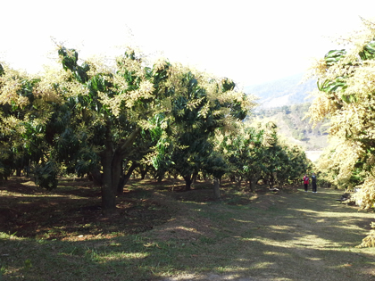 ถุงห่อมะม่วง-ชุนฟง