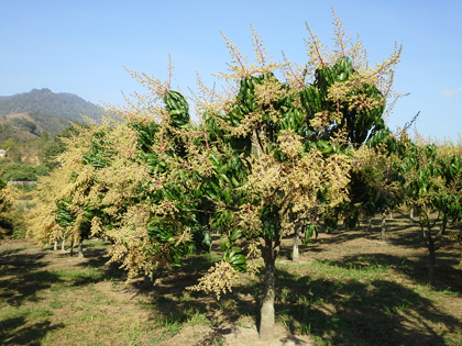 ถุงห่อมะม่วง-ชุนฟง