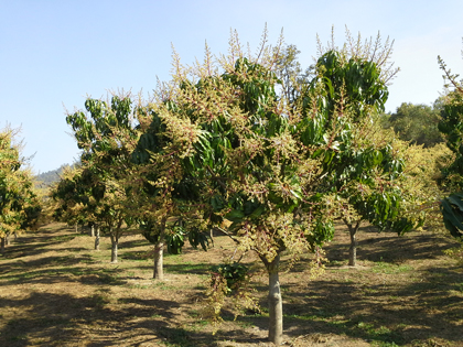 ถุงห่อมะม่วง-ชุนฟง
