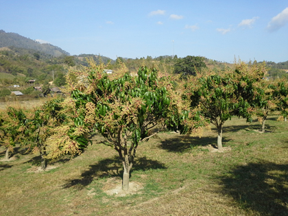 ถุงห่อมะม่วง-ชุนฟง