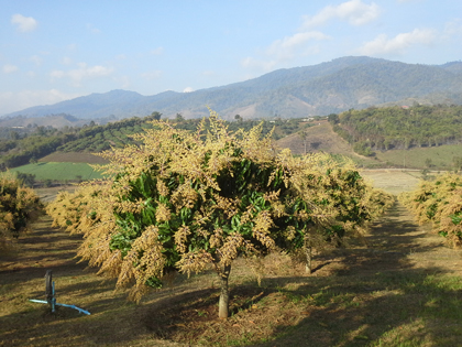 ถุงห่อมะม่วง-ชุนฟง