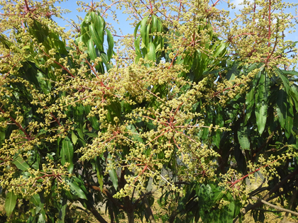 ถุงห่อมะม่วง-ชุนฟง